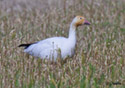 Chen caerulescens
